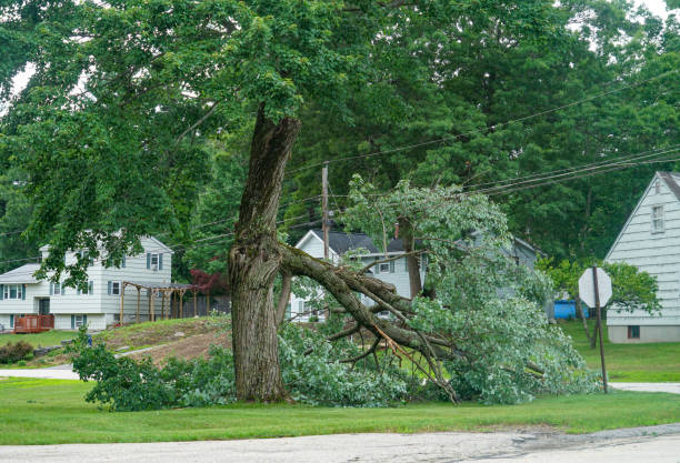 The Steps Involved in Our Tree Care Process in Silver Lake, OH